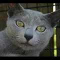Videó - Orosz kék macska