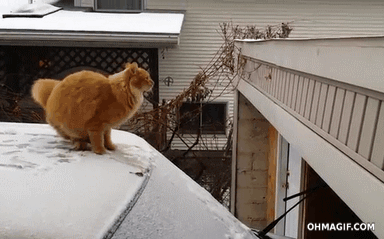 epic-cat-jumping-attempt-fail.gif