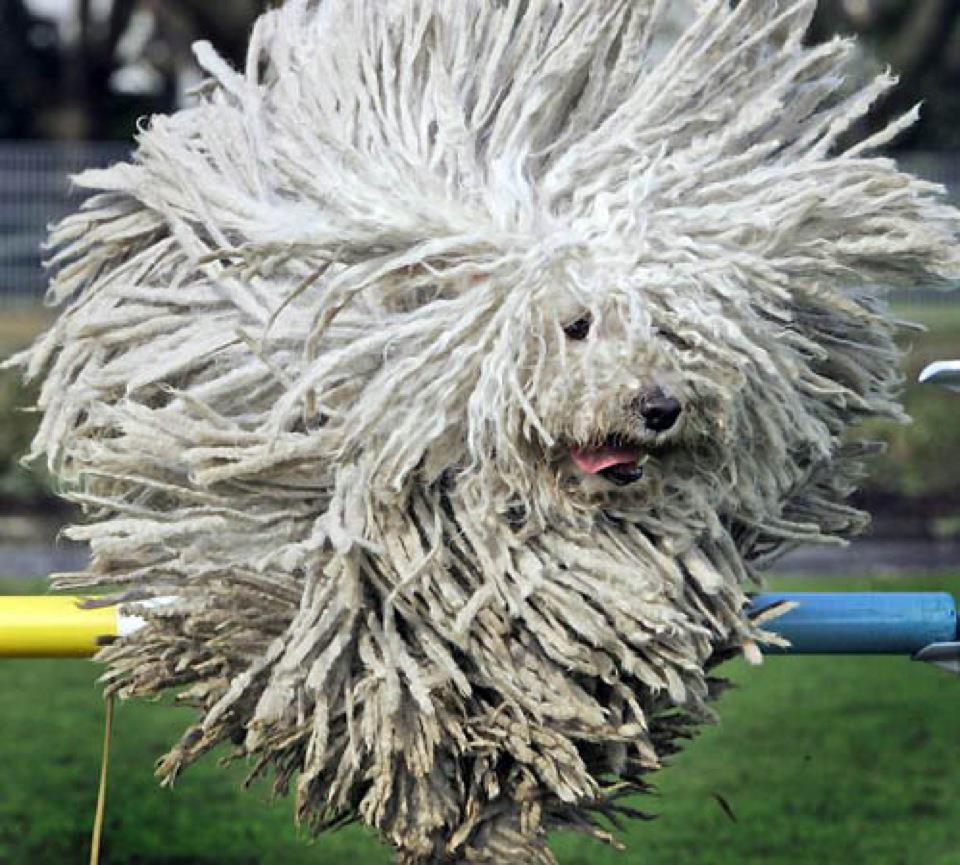 komondor-7.jpg