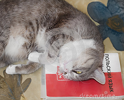 self-education-training-cat-lying-book-studying-polish-language-39507915.jpg