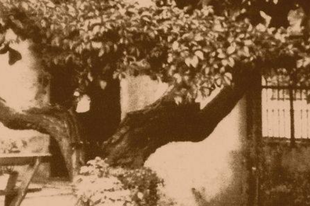 „Feketén bólingat az eperfa lombja” - Selyemhernyó-tenyésztés Zalátán (1901-1902)