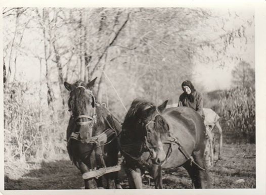 1970 környéke, nagynéném özv. Nagy Józsefné szül. Pápai Julianna lovaival