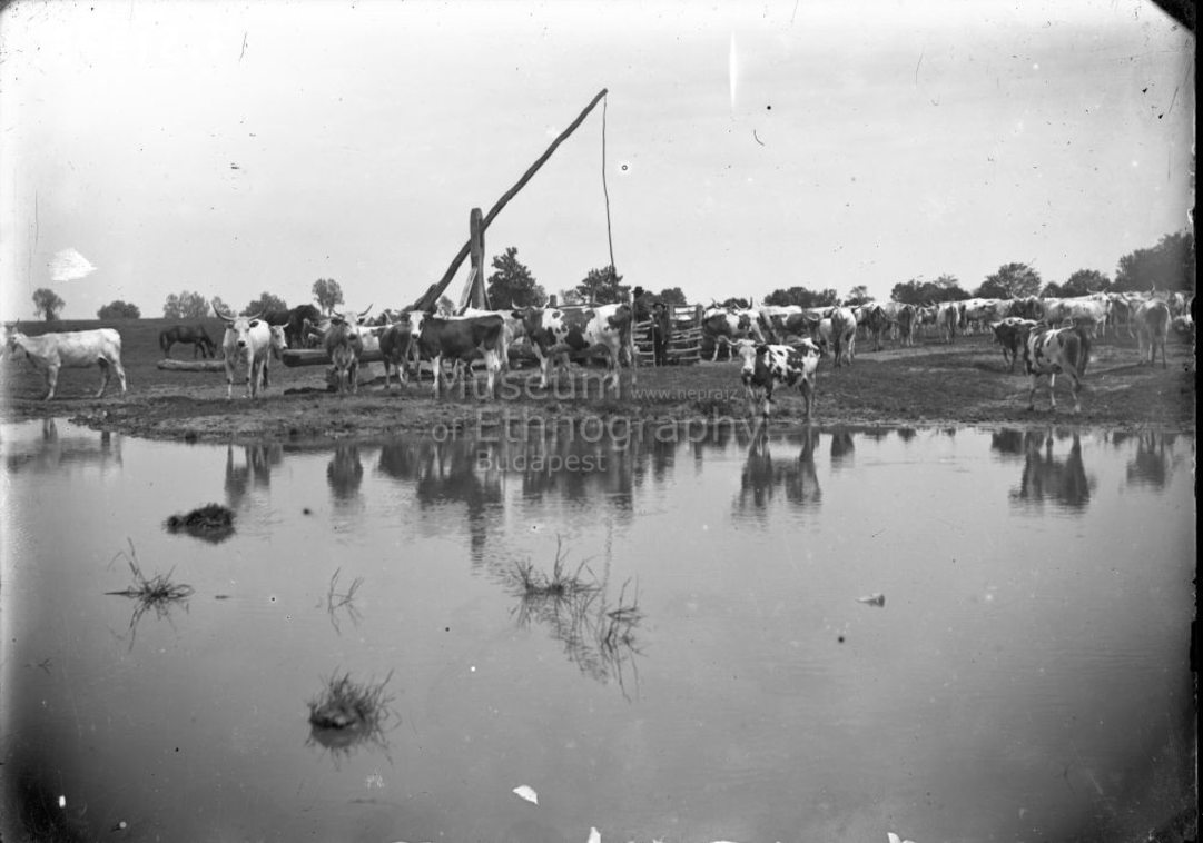 Gémeskút, tehéncsorda a kút mellett - Vajszló, 1910-es évek.<br />A helységnév bizonytalan, lehetséges, hogy a fotó Páprádon készült.<br />ff., üvegnegatív, 13x18 cm<br /><br />