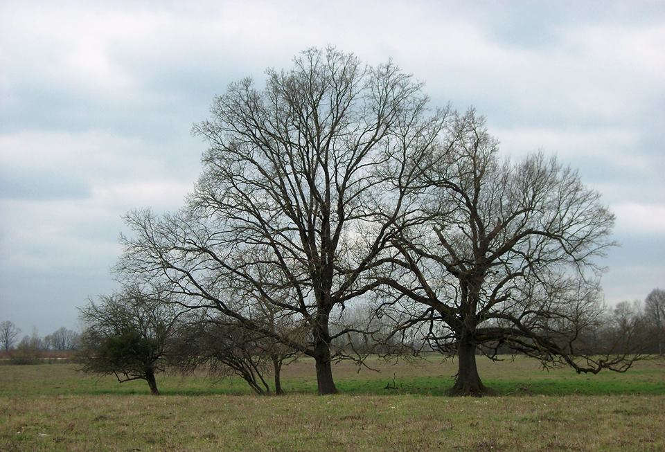 A zehipusztai legelő. Az egyik fa sajnos a 2017-es vihar áldozata lett.