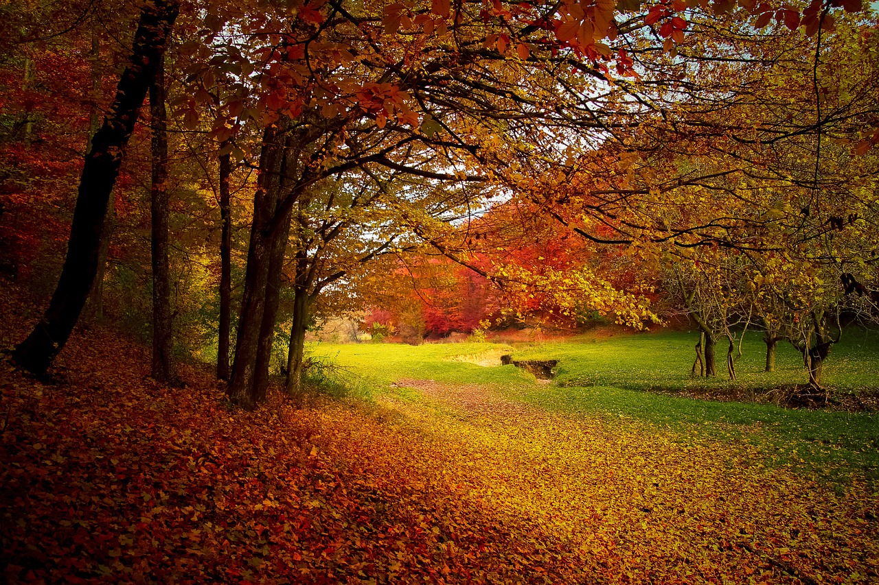 autumn-1072827_1280.jpg