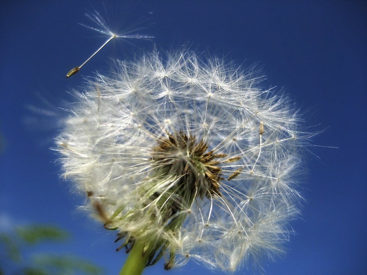 dandelion-53800_1280.jpg