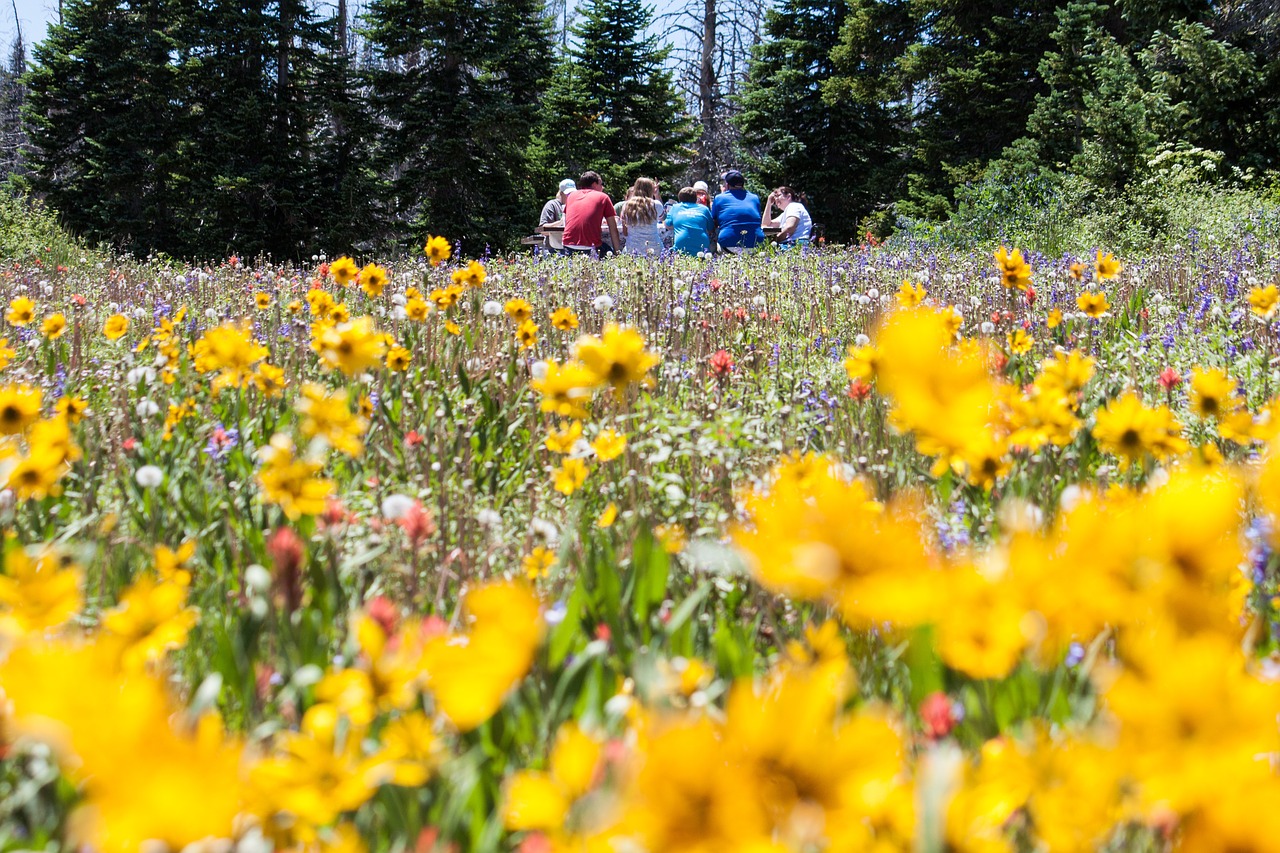 flower-meadow-1143739_1280_1.jpg