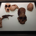 Cradle of Humankind