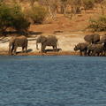 Chobe Nemzeti Park - Botswana, második rész