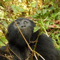 Gorilla trekking Ugandában (Kelet-Afrika II.)