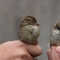 Téli madárgyűrűzési bemutatók az Ócsai Tájháznál