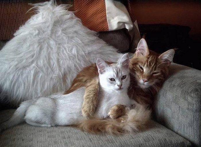 Cute-Animal-Couples-18.jpg