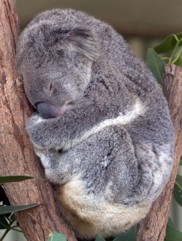 Koala.jpg