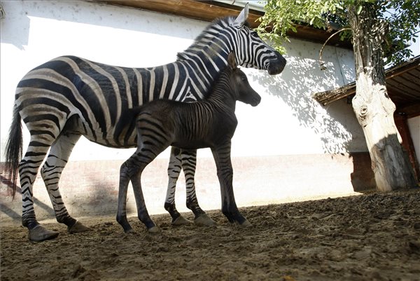 Zebrapónicsikó.jpg