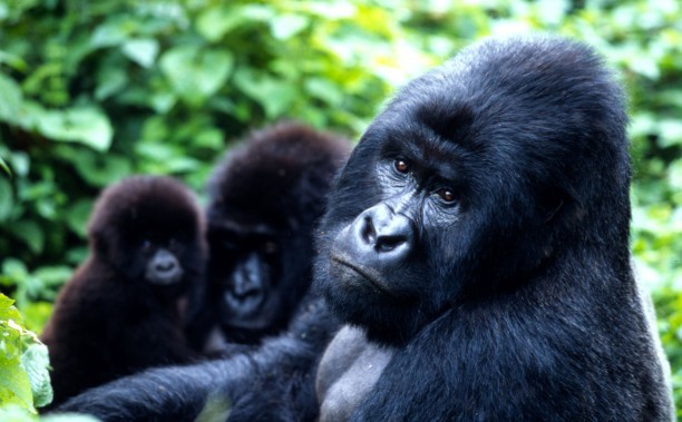 gorilla-612x379.jpg