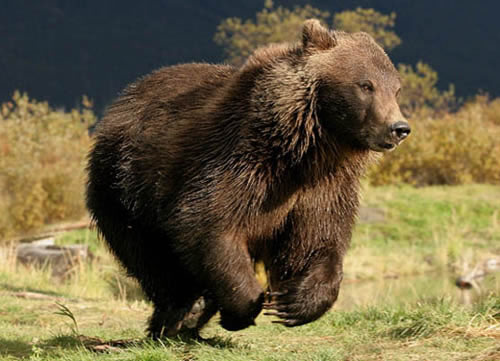 grizzlimedve10ps.jpg