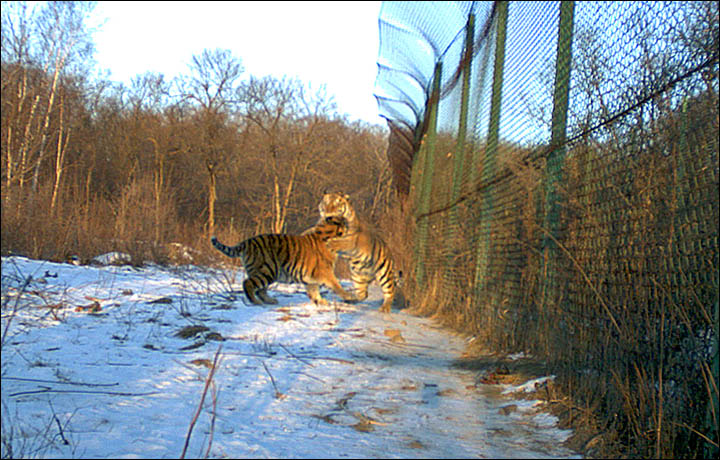 tigers siberian times.jpg