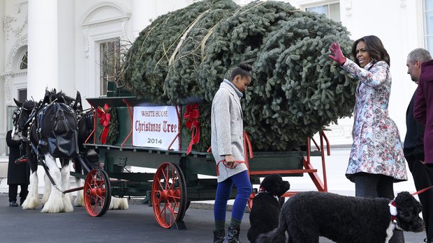 white house tree.JPEG