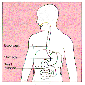 Stomach_diagram.gif
