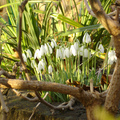 Imbolc - A növekvő fény, rituális megtisztulás ünnepe