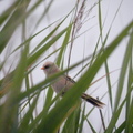 barkóscinege (Panurus biarmicus)