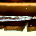 vízisikló (Natrix natrix)