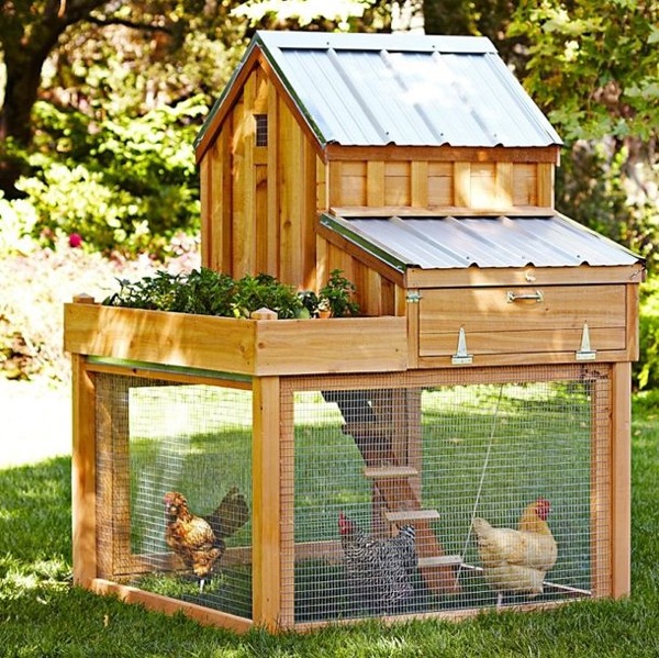 hen house4.jpg
