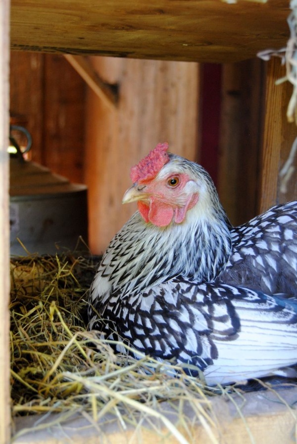 hen house7.jpg