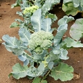 Gyógyító zöldségfélék: a brokkoli