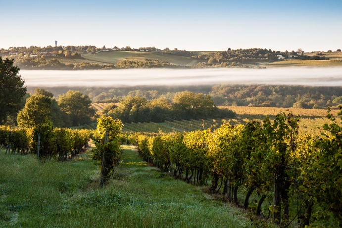 bordeaux_vineyard_market_3.jpg