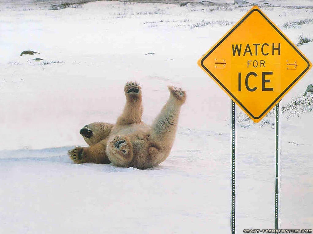 download-polar-bear-slipping-ice-funny-sing-posted-blaine-wallpaper.jpg