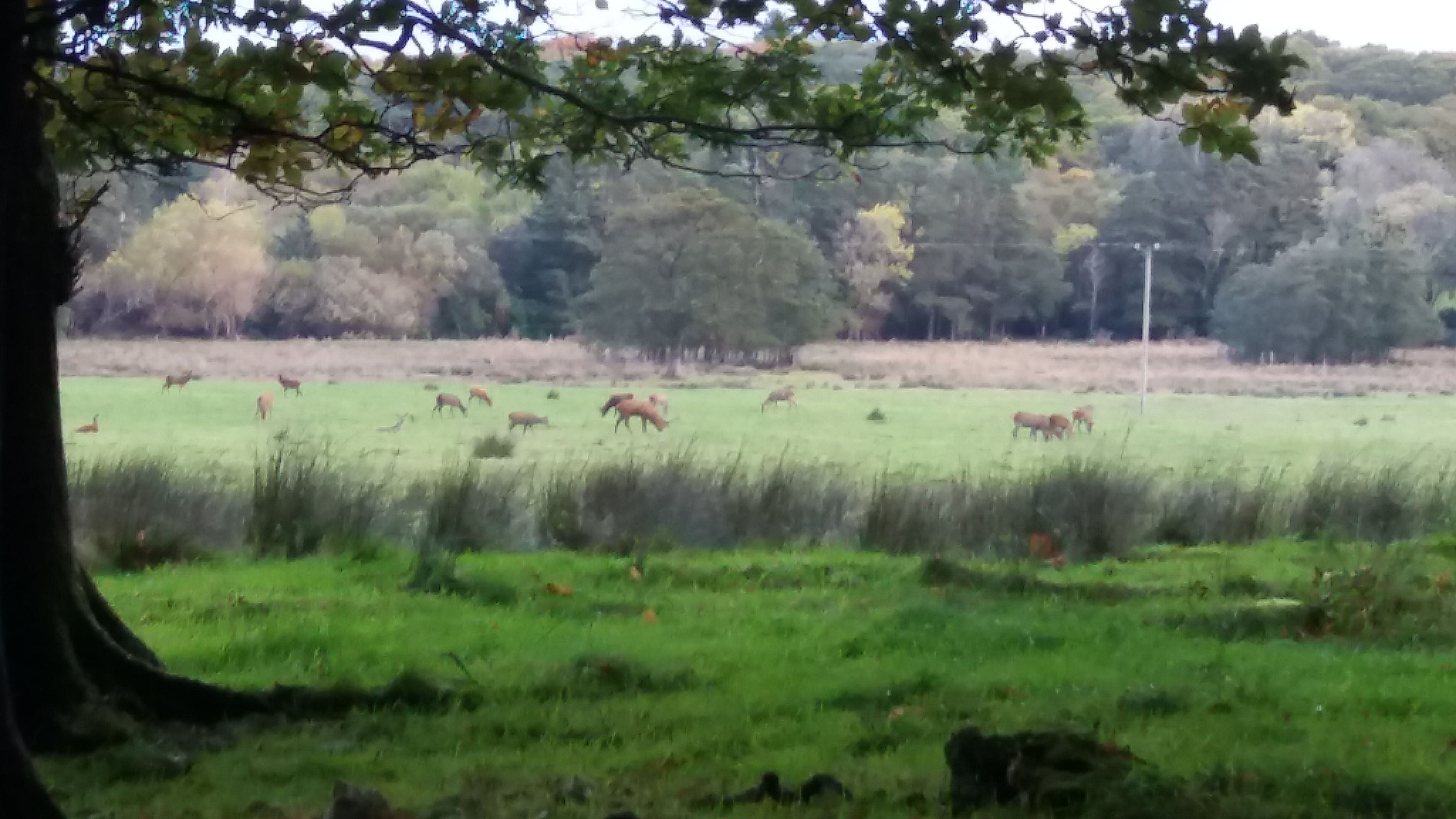 5-02_muckross_gardens_p03.jpg