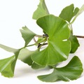 A ginkgo biloba nevelése és termesztése 1.