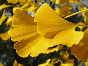 ginkgo51.jpg