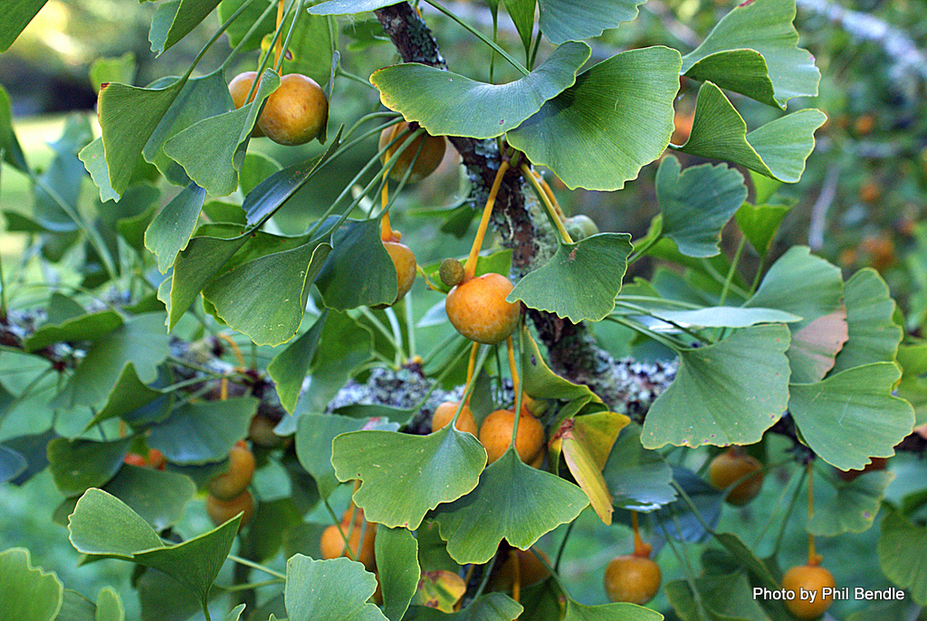 ginkgo_biloba.JPG