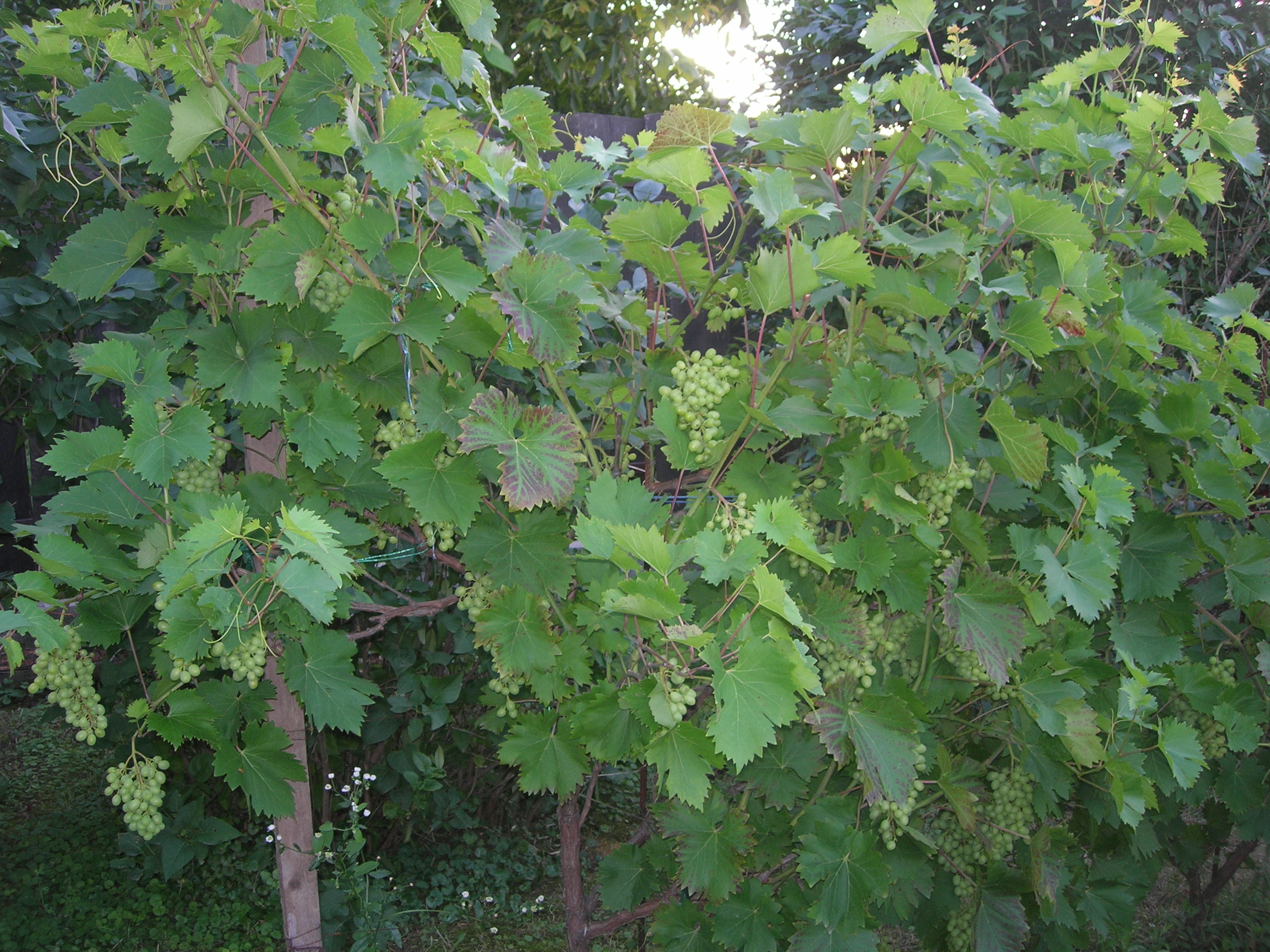20013-7-09 szőlő.JPG