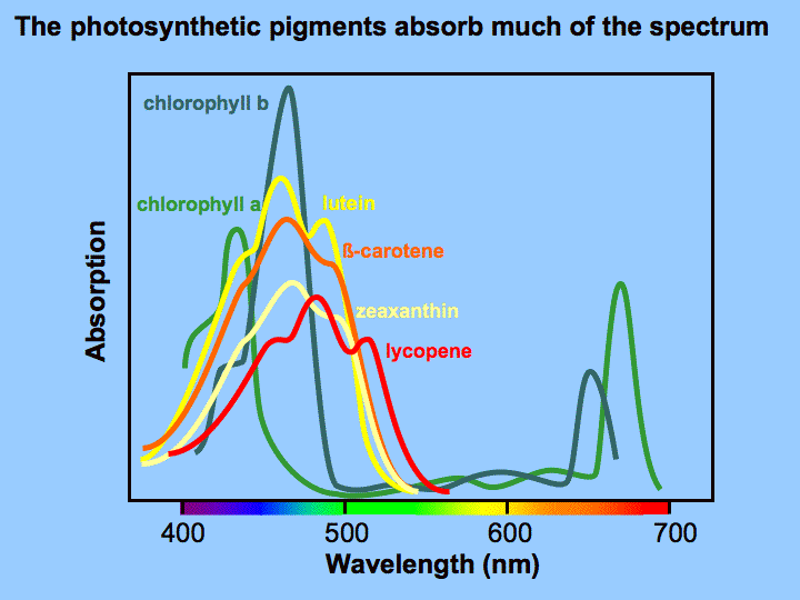 fotoszintezis_spektrum.gif