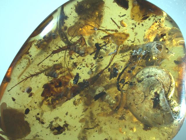 Tengeri lények a százmillió éves fenyőgyanta csapdájában