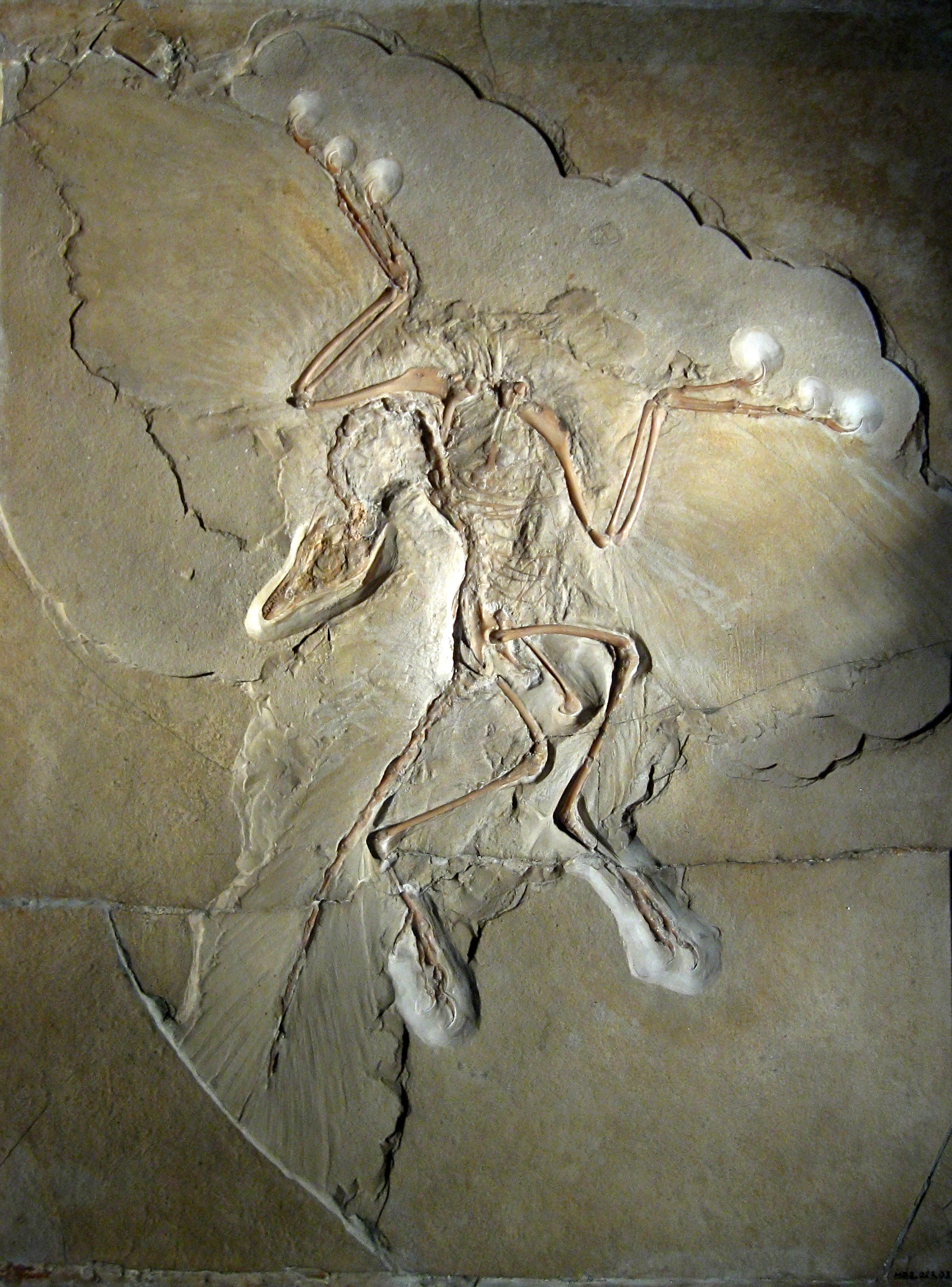 archaeopteryx_lithographica_berlin_specimen.jpg