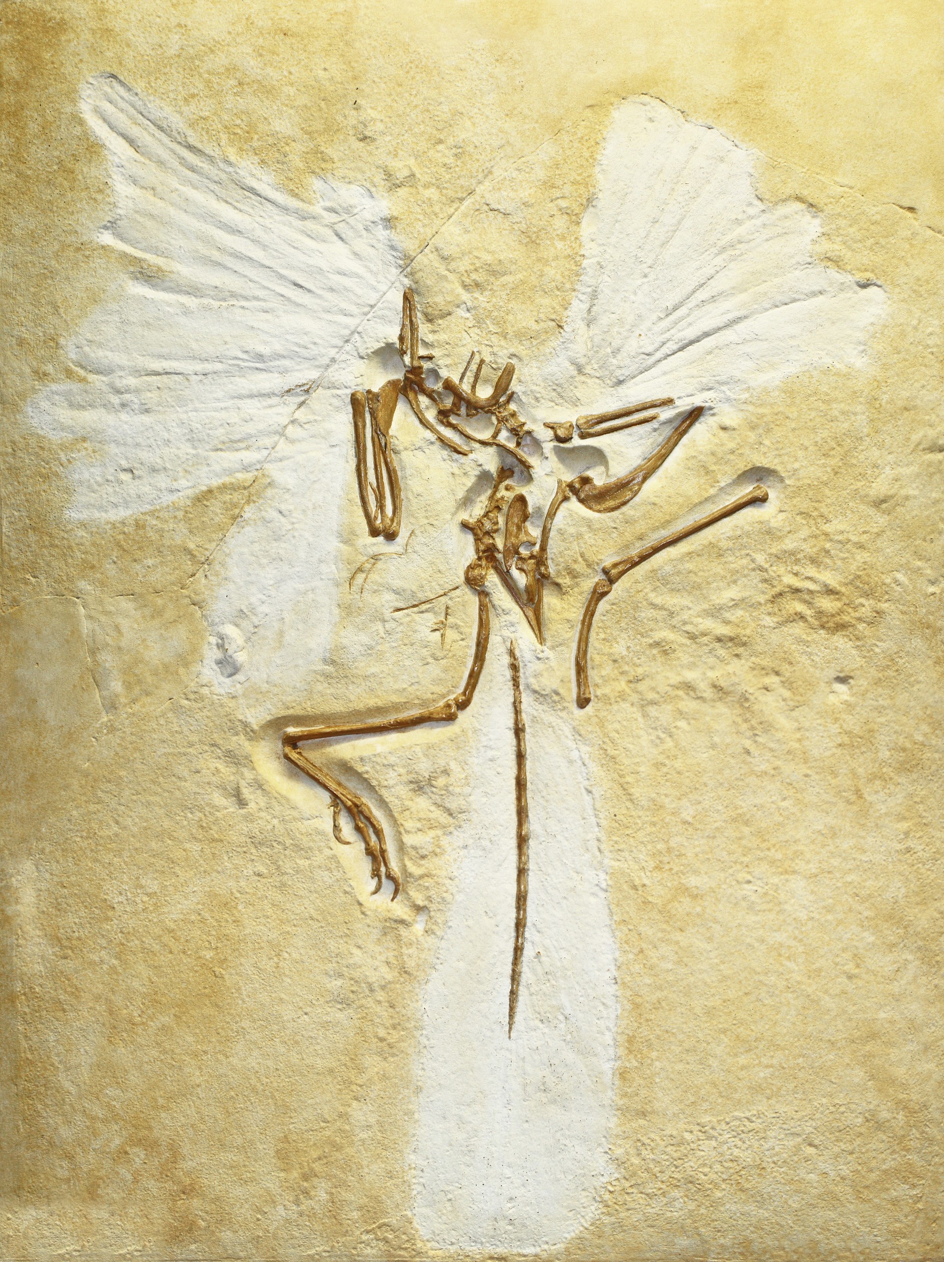 archaeopteryx_lithographica_replica_of_london_specimen_staatliches_museum_fur_naturkunde_karlsruhe_germany_20100925.jpg