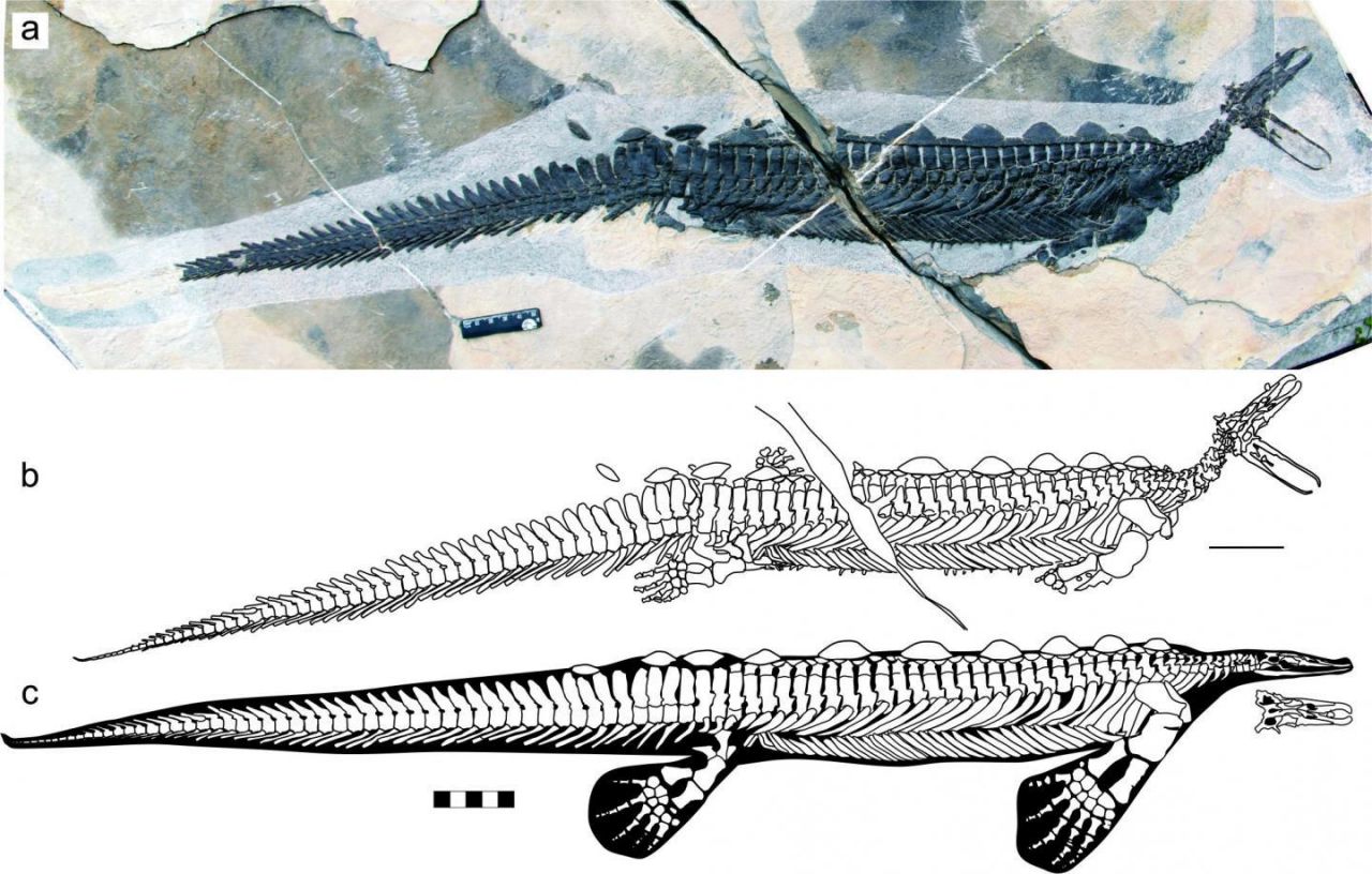 eretmorhipis-carrolldongi-fossil_1.jpg