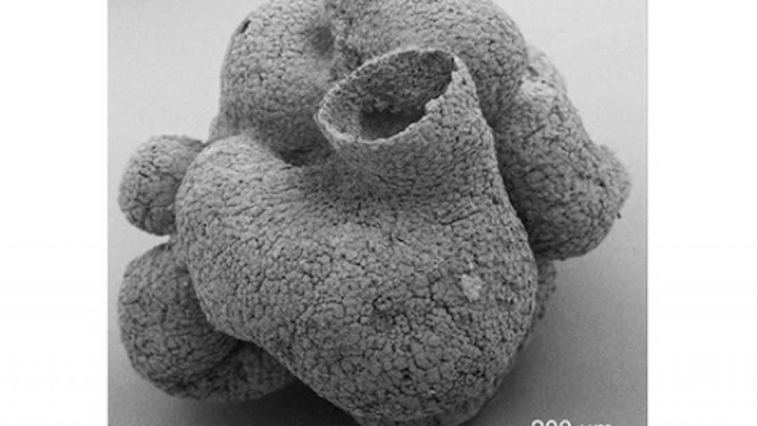 extra_large-1464361989-1205-new-600-million-year-old-fossil-is-the-world-s-oldest-sponge.jpg