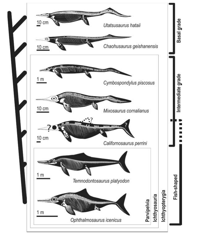 ichthyosaur-fossils_by_skepticink_com.jpg