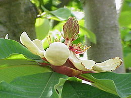 magnolia_obovata_01.jpg