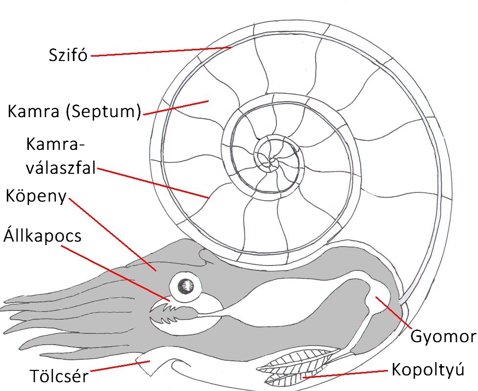 morphology.jpg