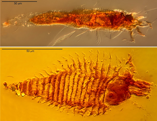 oldest_arthropods_ever_to_be_preserved_in_amber.jpg