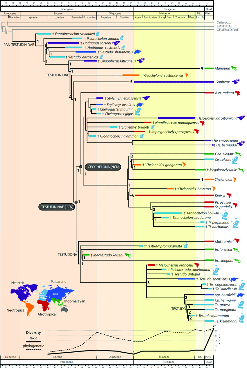 simplified-time-calibrated-phylogeny-of-pan-testudinidae-based-on-the-strict-consensus.png