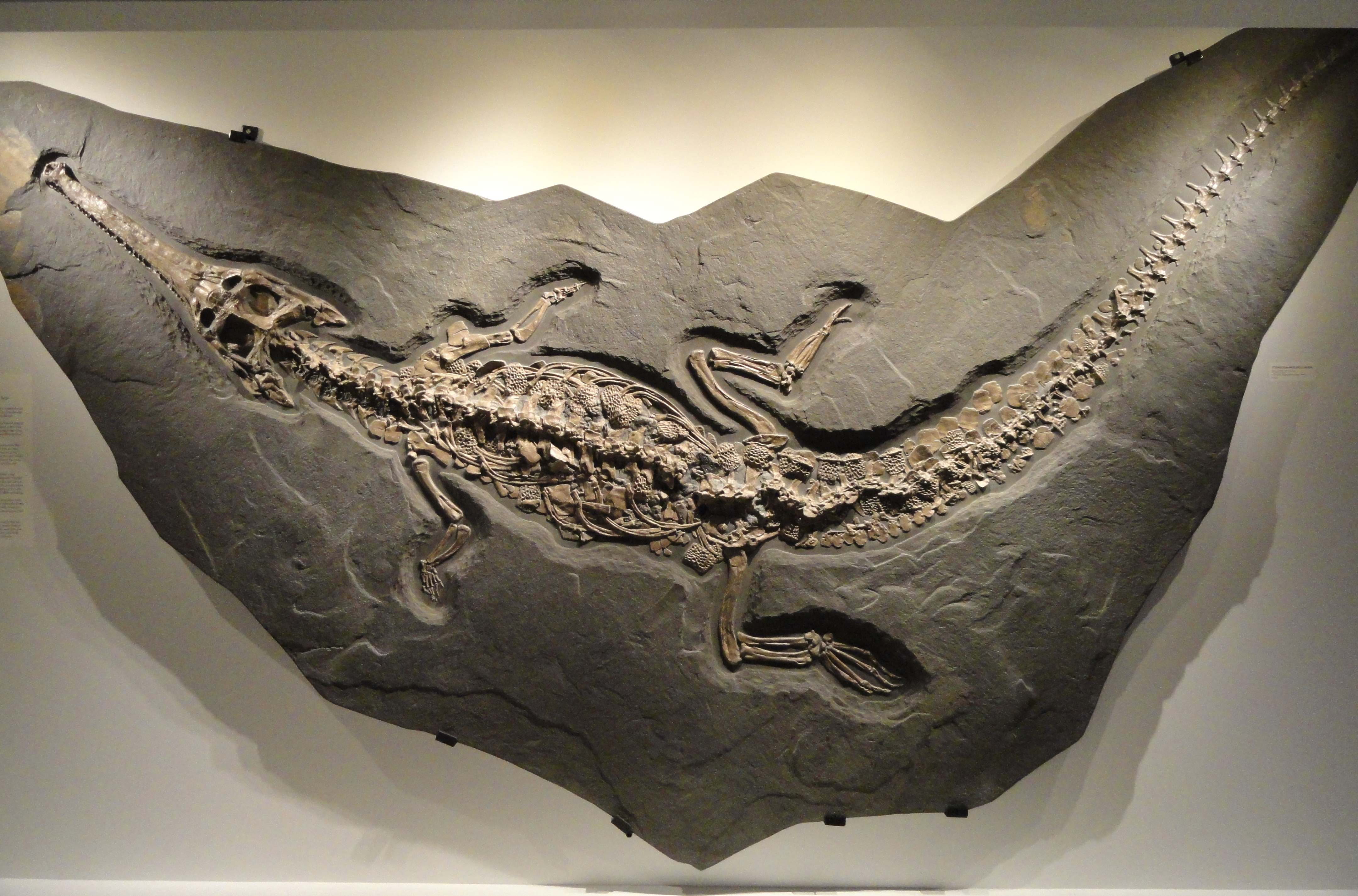 steneosaurus_bollensis_view_1_early_jurassic_toarcian_age_posidonia_shale.JPG