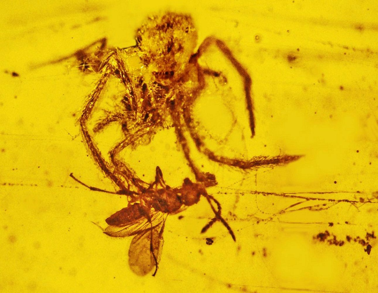 the_100-million-year-old_spider_attack_captured_in_amber.jpg