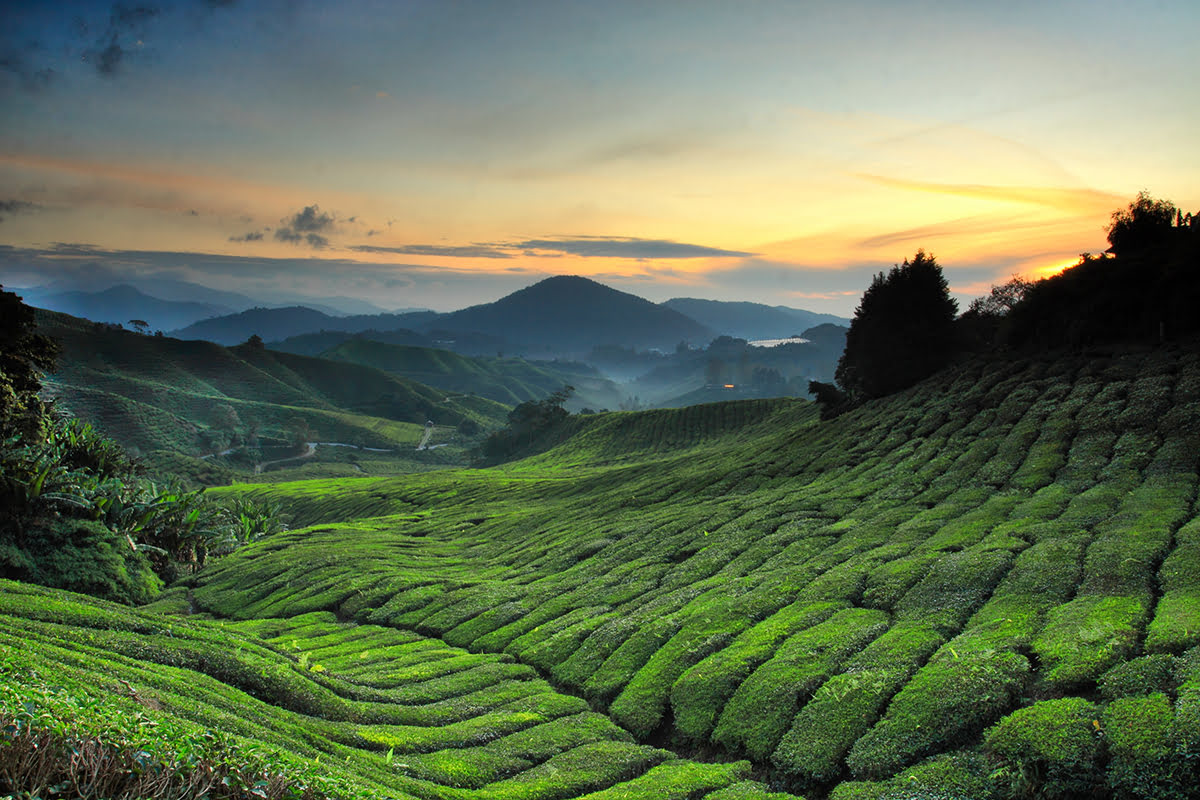 boh-tea-plantation-what-to-do-in-cameron-highlands-malaysia.jpg